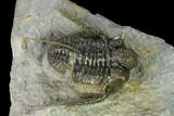 Very Detailed Cyphaspis Trilobite - Ofaten, Morocco #170929-1